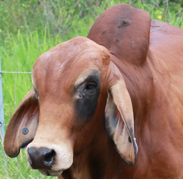Lindley Park Brahmans Sires