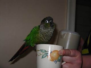 Parrot talk: Clowny little Conures