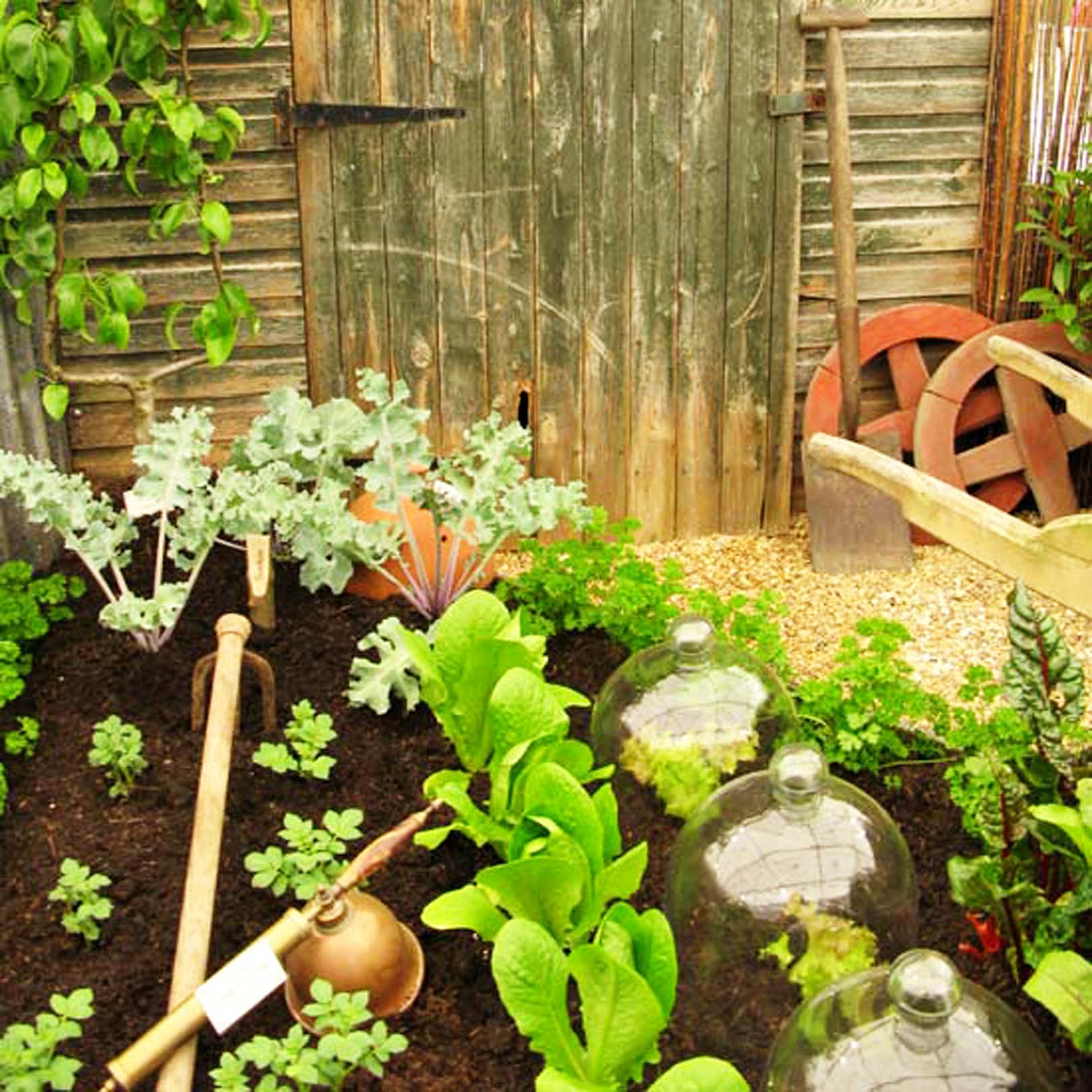 how to grow a vegetable garden in my backyard
