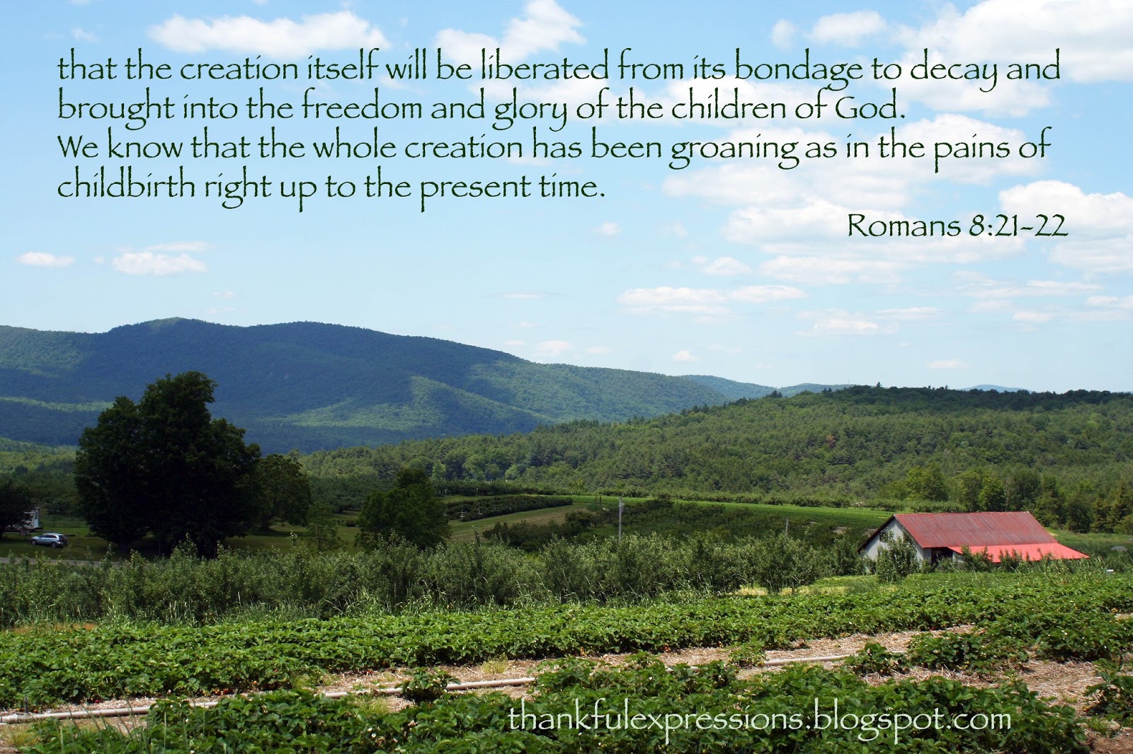 Thankful Expressions Romans 8 21 22
