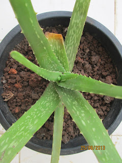 Aloe vera in container