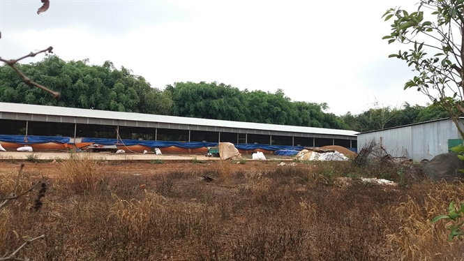 Gia Lai: Phát hiện cả trăm con heo bị 'lở mồm long móng'