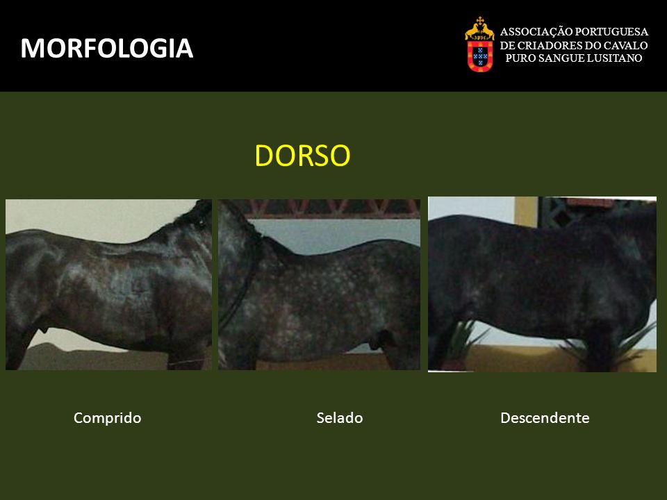 A importância do exercício para cães dorso selado PetEscadas A importância do exercício para cães dorso selado PetEscadas