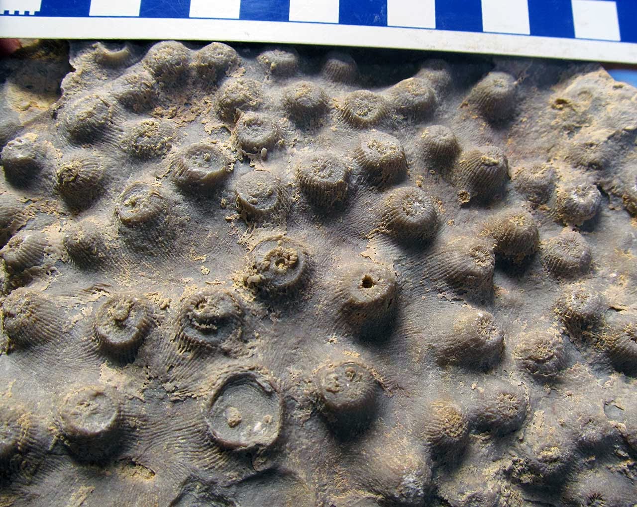 Louisville Fossils and Beyond Surface Detail of Arachnophyllum