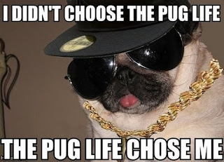 Dog Memes Dog Memes