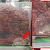 Viral Gambar Tikus, Pasar Raya Lupus 63.8kg Cili Kering