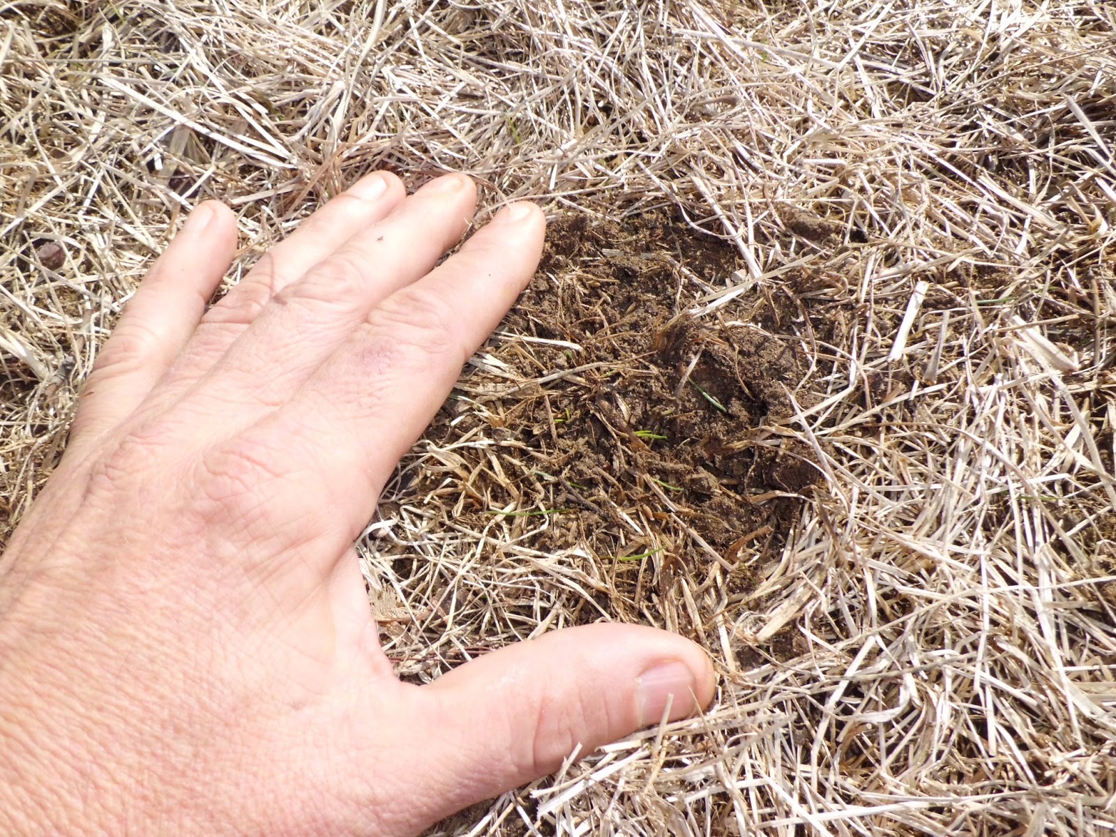 iaTURF DORMANT SEEDING FROM LAST FALL EMERGING THIS SPRING