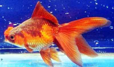 Ikan Mas Koki Hanfusa Gambar Ikan Mas Koki Hanfusa