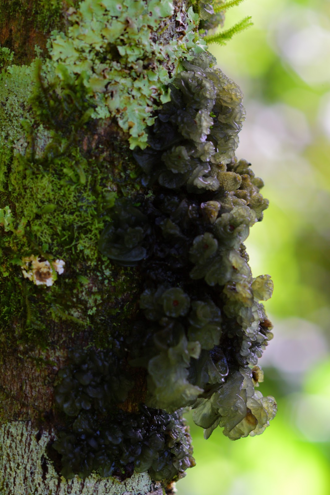 Tropical Tree Bark Art
