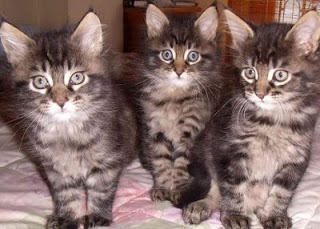 gato-maine-coon-caracteristicas-personalidad