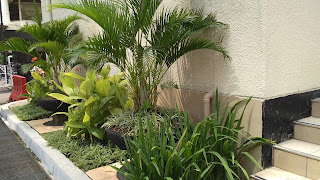 JUAL TANAMAN HIAS TANAMAN PENEDUH, TANAMAN RUMPUT , TANAMAN BUNGA