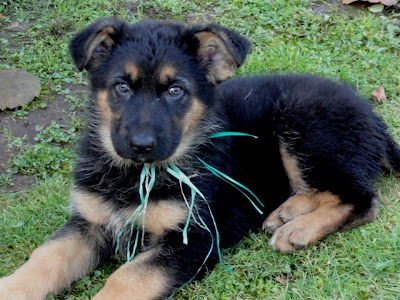 German Shepherd puppies...Current web: bonniekgoold.wix.com ...