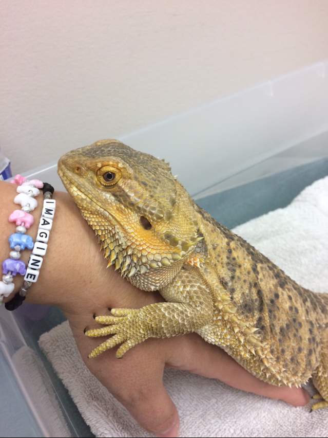 [bearded dragon egg incubation temperature]