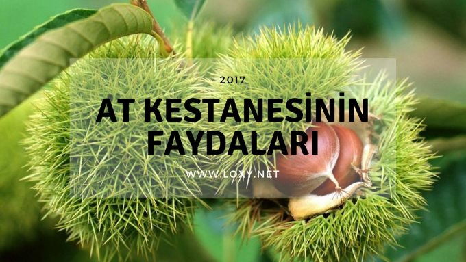 at kestanesinin faydaları at kestanesinin faydaları