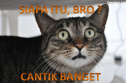 Gambar Kucing Lucu Komentar Facebook Dulayex Blog Nah Kamu Punya