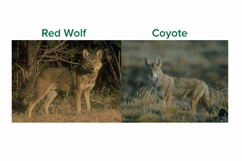 Wolves, Wolf Facts, Cougars, Cougar Facts, Coyotes, Coyote Facts