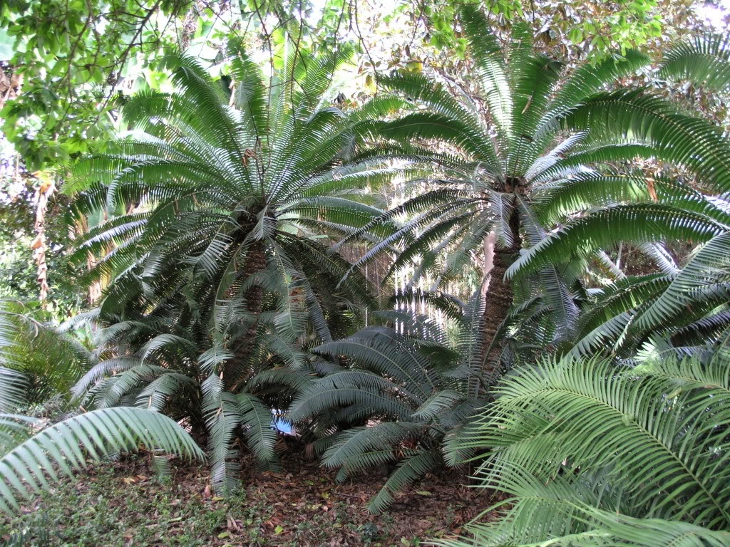 Всё о бегониях и не только... Диоон (Dioon) редкое растение из Америки