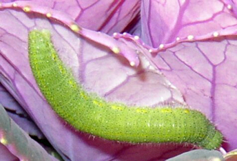 青虫、green caterpillar 