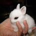 Kelinci mini  netherland dwarf HOTot,  MiNi dan LUCU .. di Bekasi