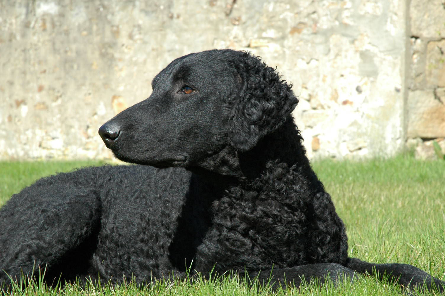 Cães & Cães CurlyCoated Retriever 02
