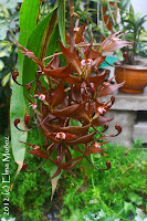 Cycnoches cooperi