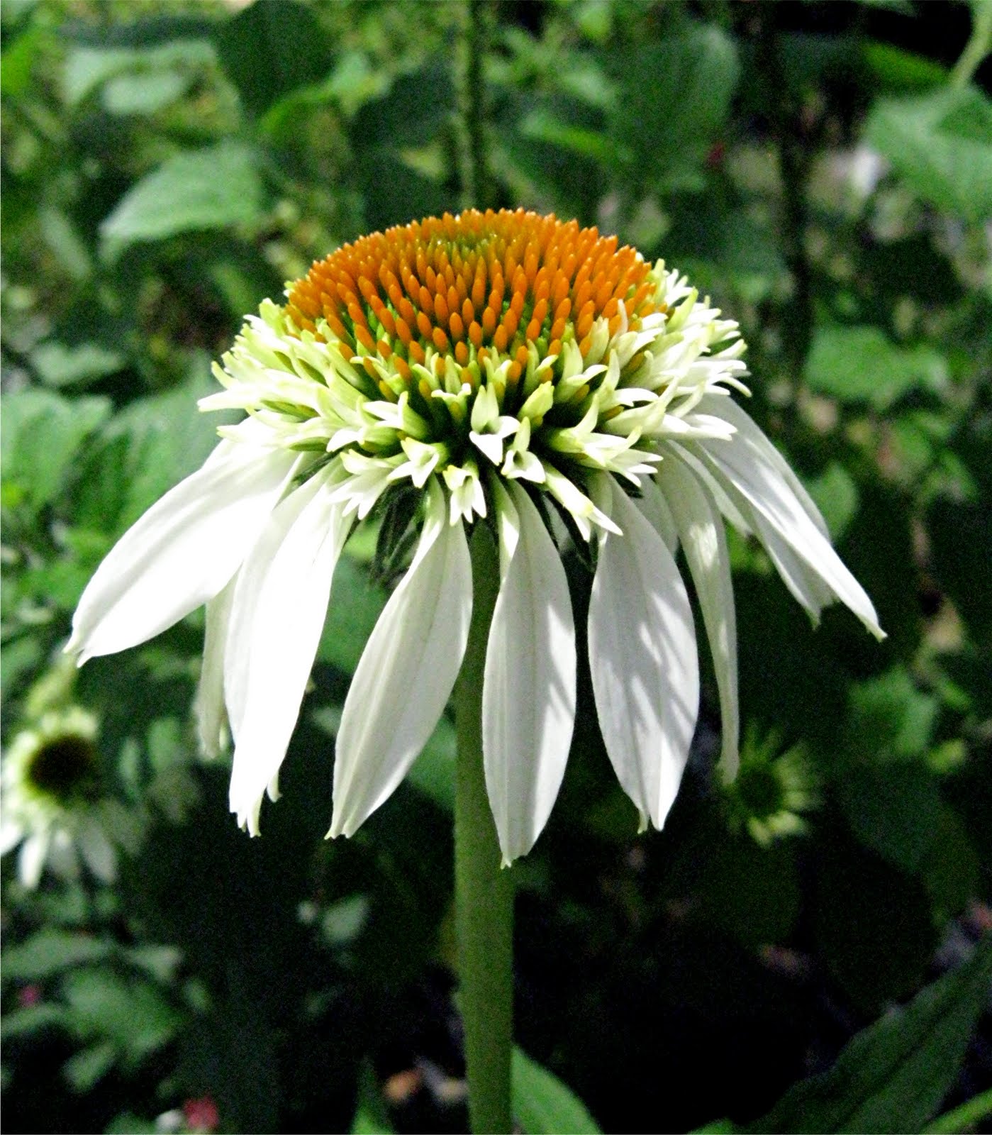 1003 Gardens Echinacea purpurea 'Milkshake'....a cultivar of a native