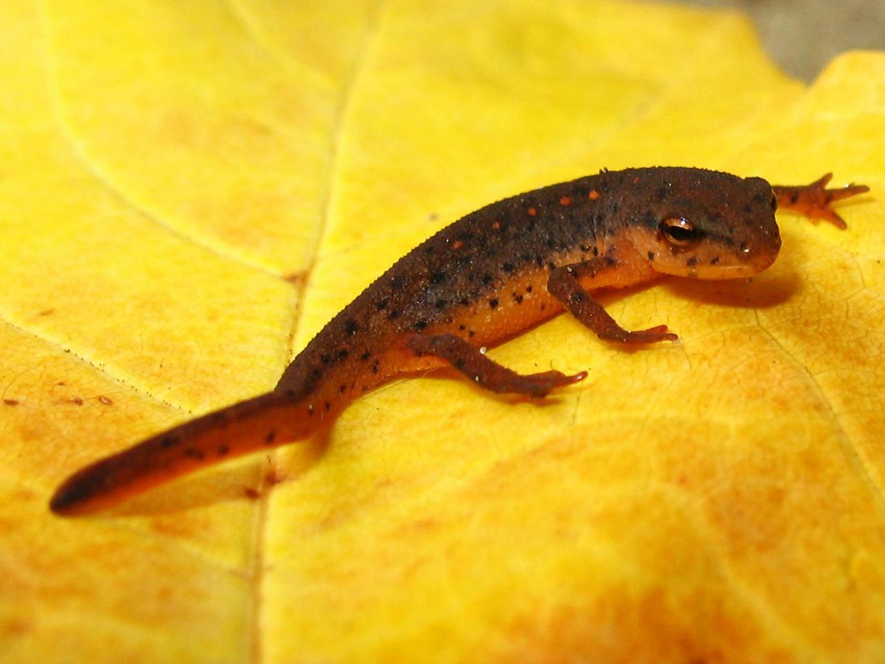 Newts Wallpapers | Animals Library