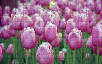 Pink tulips puzzle