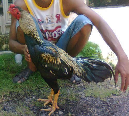 Ayam Bangkok Top: Contoh Champion Si Cobra