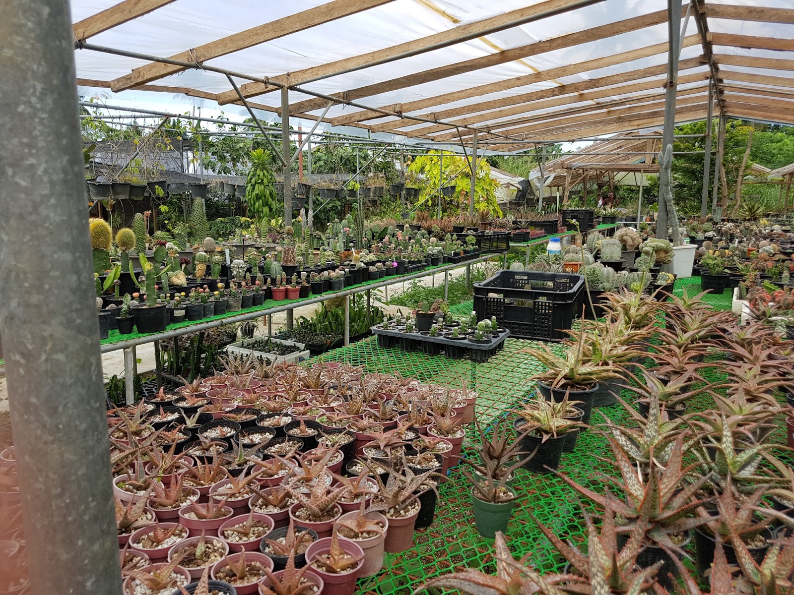 SHARING THE BEST OF THE PHILIPPINES Amazing Ornamental Plants in Tagaytay