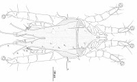 http://sciencythoughts.blogspot.co.uk/2013/12/a-new-species-of-feather-mite-from.html