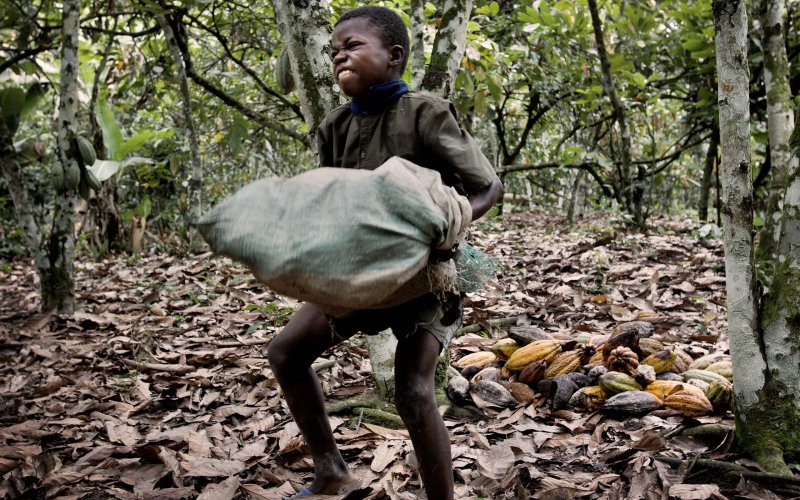 Criança carrega um saco pesado de cacau