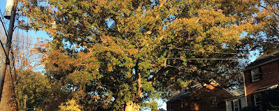 Quercus Alba White Oak