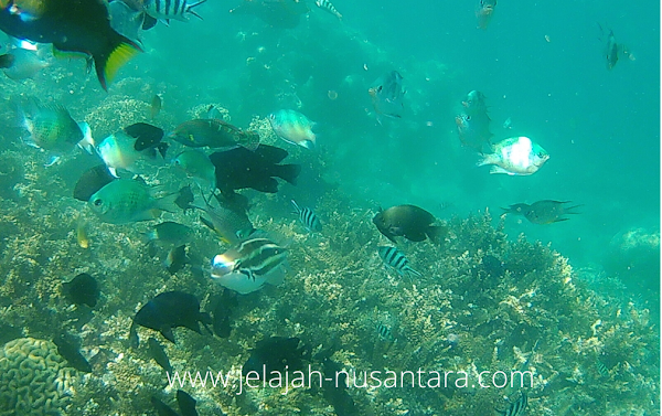 Keindahan biota bawah laut di Pulau Seribu - paket open trip pulau pramuka paket wisata open trip private trip pulau pramuka murah 2 hari 1 malam