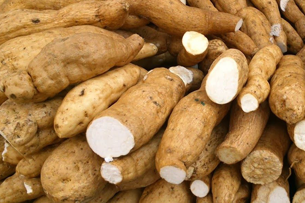 La PLANTA DE CAMOTE y su valor nutricional en el mundo