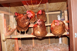 chicken coop door sliding simple suburban living