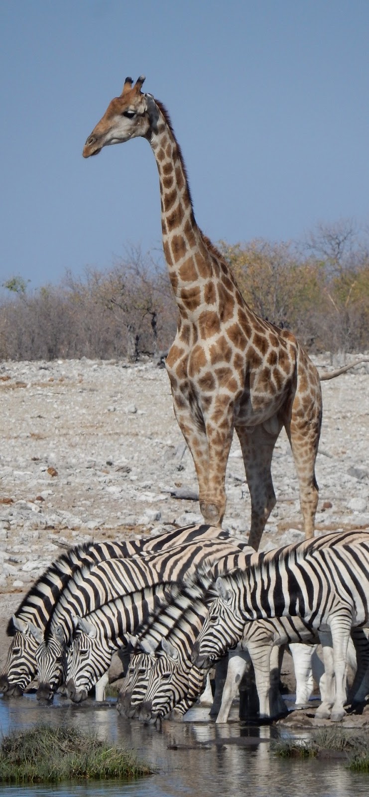 Drinking water is when a giraffe wishes he was a bit shorter.
