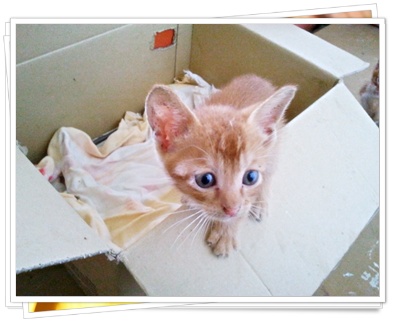 Meowwmania: Anak-Anak Kucing Malang