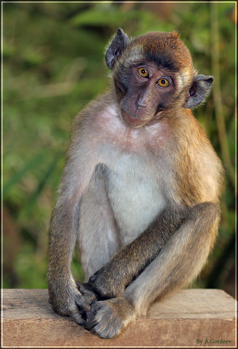 обезьянка чичичи. обезьяна чичичи. обезьянка чичичи продавала. обезьянка чичичи. обезьяна чи чи чи.