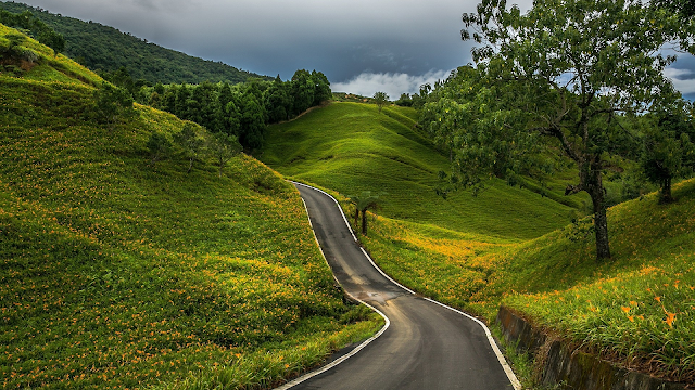 Road wallpaper with green trees