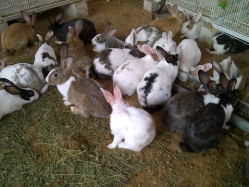 Rabbit Farming in Nigeria