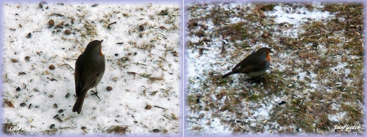 Lila-Flieder-Garten: Alle Vögel sind schon da