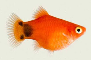 Ikan Platy Mickey Mouse Gambar Ikan Platy Mickey Mouse