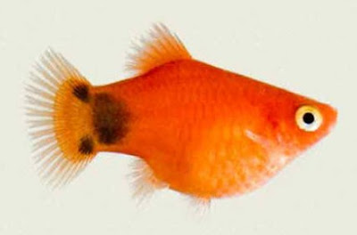 Ikan Platy Mickey Mouse Gambar Ikan Platy Mickey Mouse