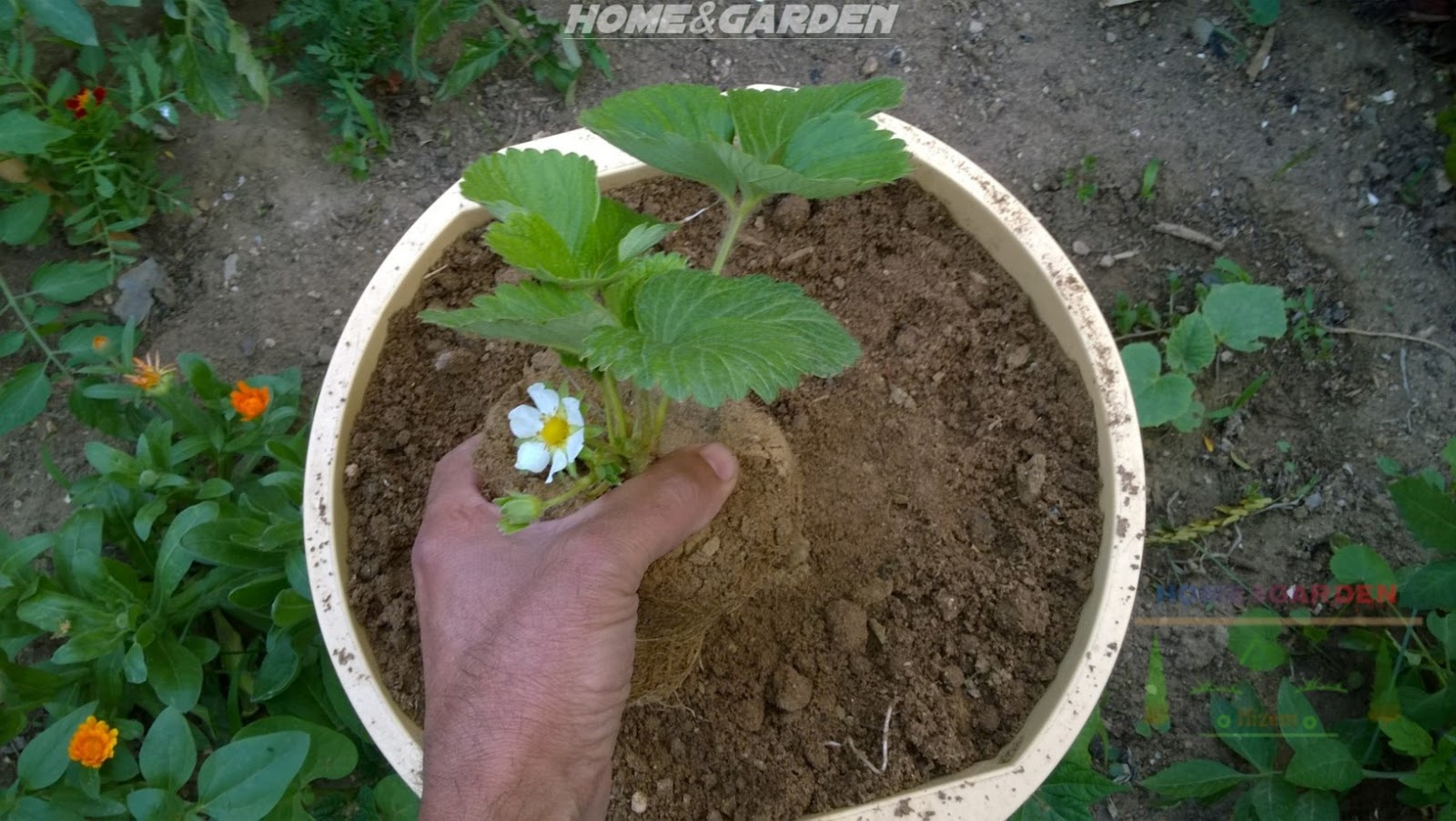 How to Grow Organic Strawberries in Containers