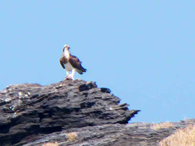 bird, osprey perched on an offshore rock