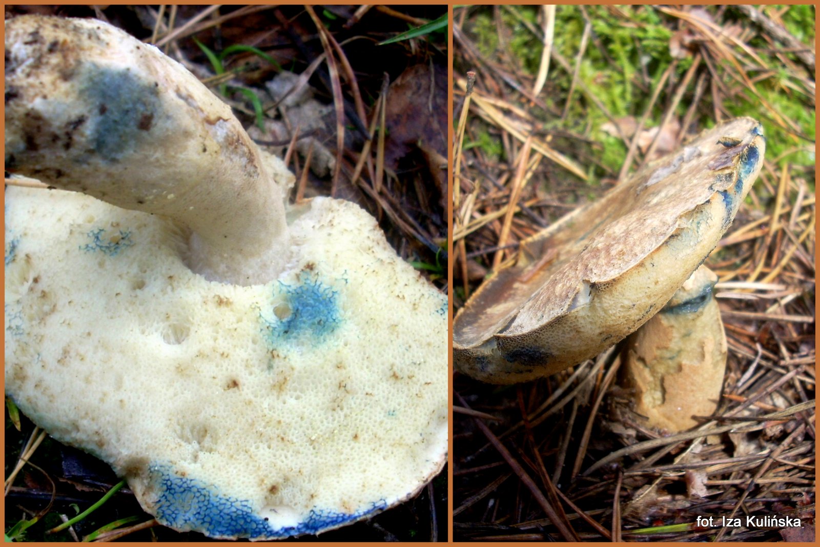 piaskowiec-modrzak-ciekawy-grzyb-jadalny-kt-ry-sinieje-na-niebiesko