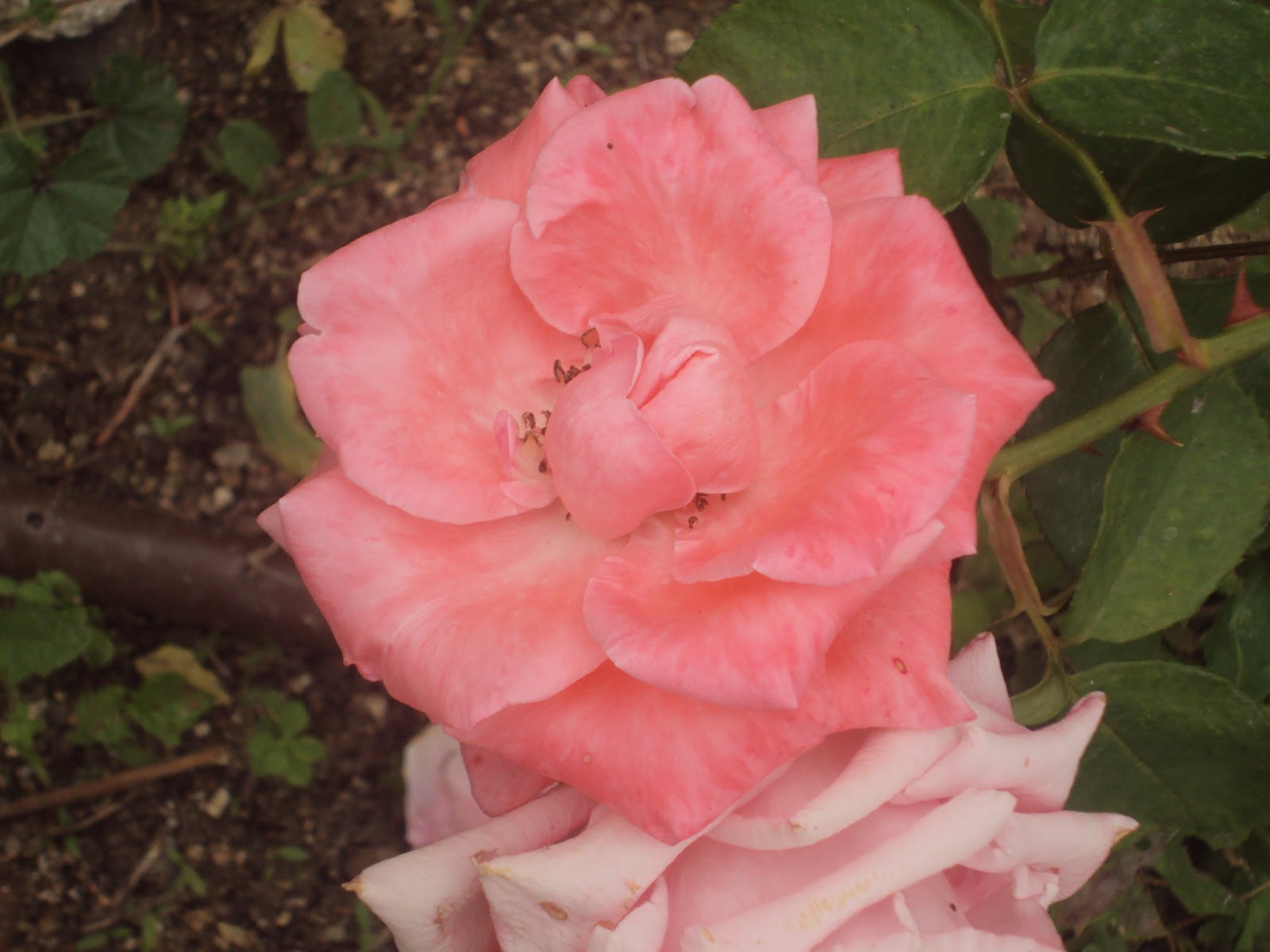 FLORES DE JUNIO EN EL HUERTO
