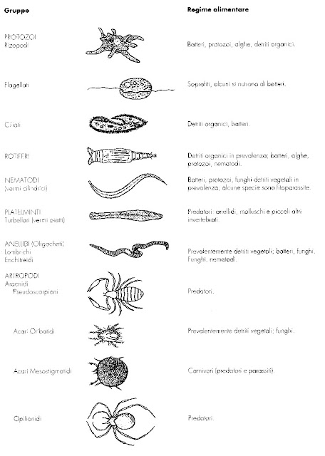 Cadena alimentaria: protozoos, nematodos, artrópodos, etc.