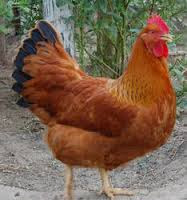brown's chicken(desi murghi) health benefits in urdu
